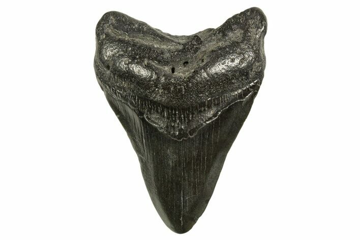 Fossil Megalodon Tooth - South Carolina #331499